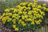 0ea1c19c-IMG_7081 sedum.jpg